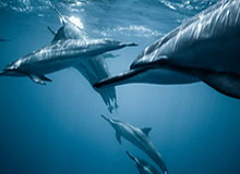 PG电子-错失打破僵局良机！梅西右脚射门被扑，贝尔特拉梅包抄被解围